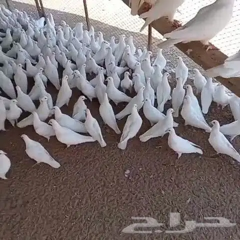 حمام للبيع 3