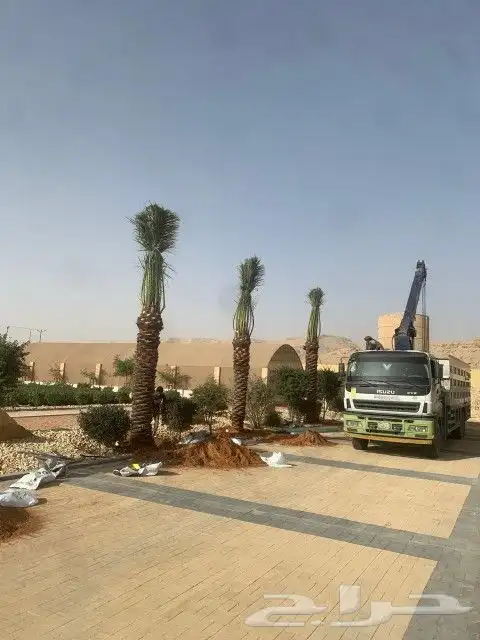 النخل البيع بجميع النواع ولمقسات خدمه متكامله توصل وغرس جده 8