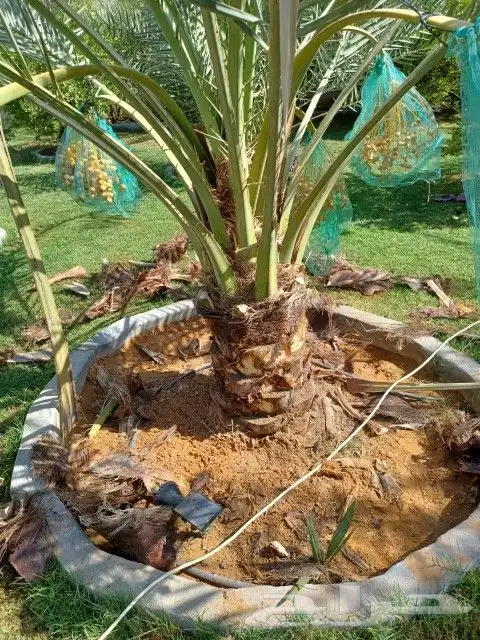 النخل البيع بجميع النواع ولمقسات خدمه متكامله توصل وغرس جده 5