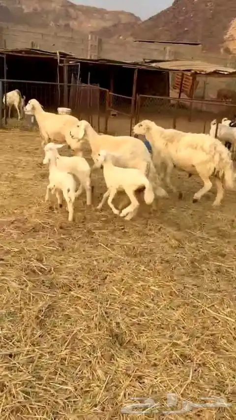 ضأن حريه نظيفه وسليمه وطلي فحل 6