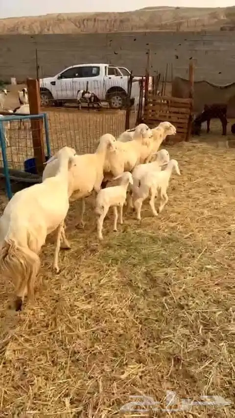ضأن حريه نظيفه وسليمه وطلي فحل 5