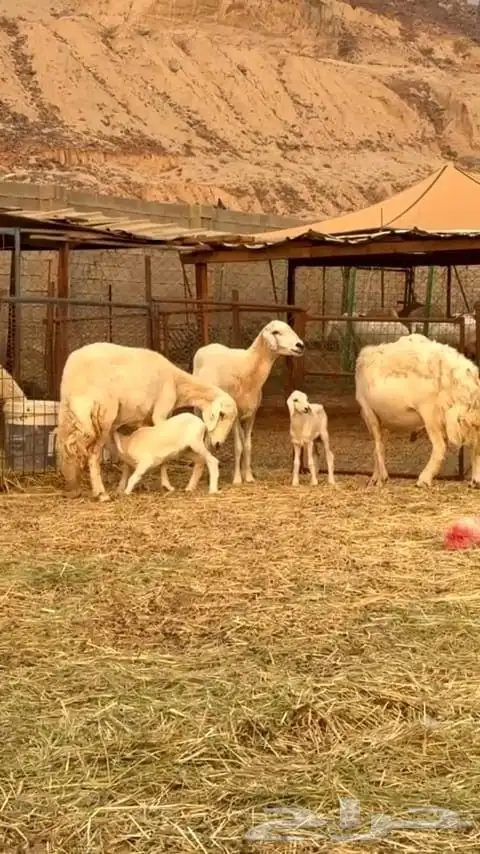 ضأن حريه نظيفه وسليمه وطلي فحل 1