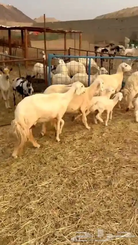 ضأن حريه نظيفه وسليمه وطلي فحل 0