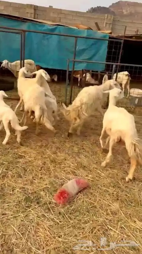 ضأن حريه نظيفه وسليمه وطلي فحل 4