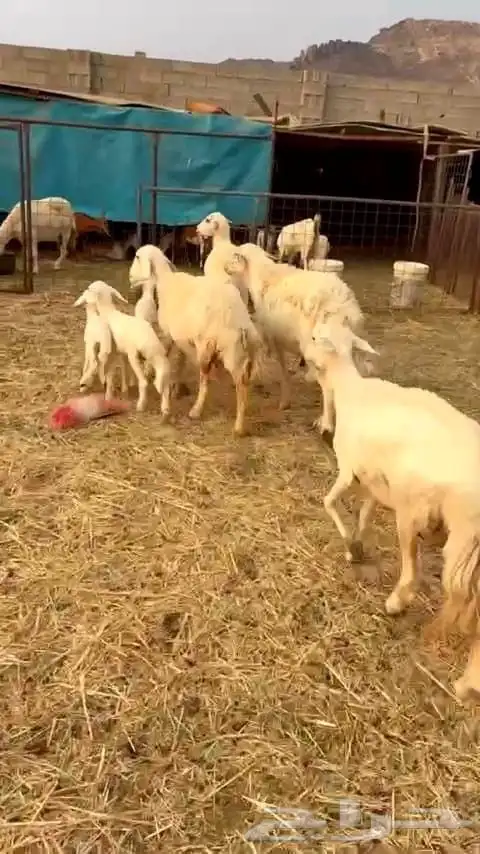 ضأن حريه نظيفه وسليمه وطلي فحل 7