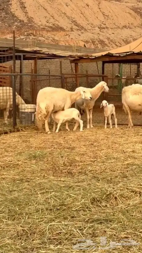 ضأن حريه نظيفه وسليمه وطلي فحل 2