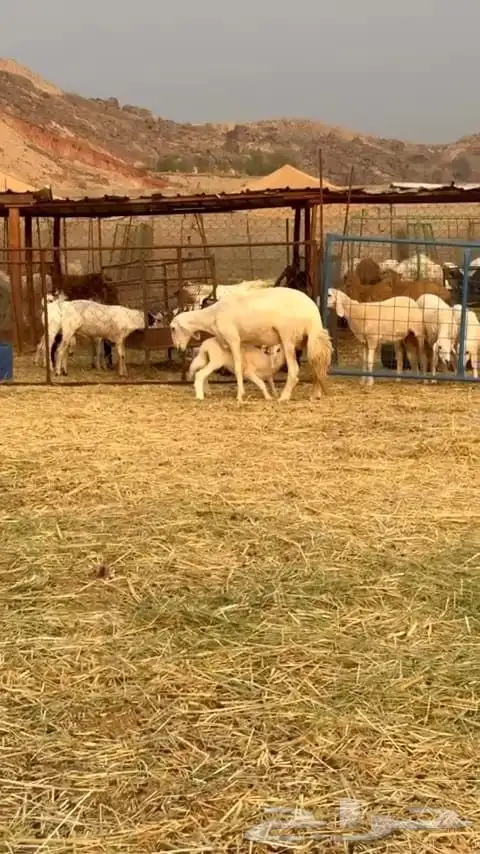 ضأن حريه نظيفه وسليمه وطلي فحل 3