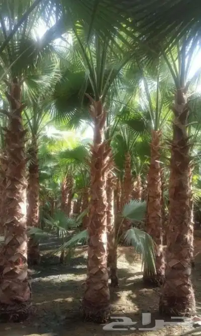 نخل واشنطني زينه امريكي جميع المقاسات متوفرة توصيل وزرعه index