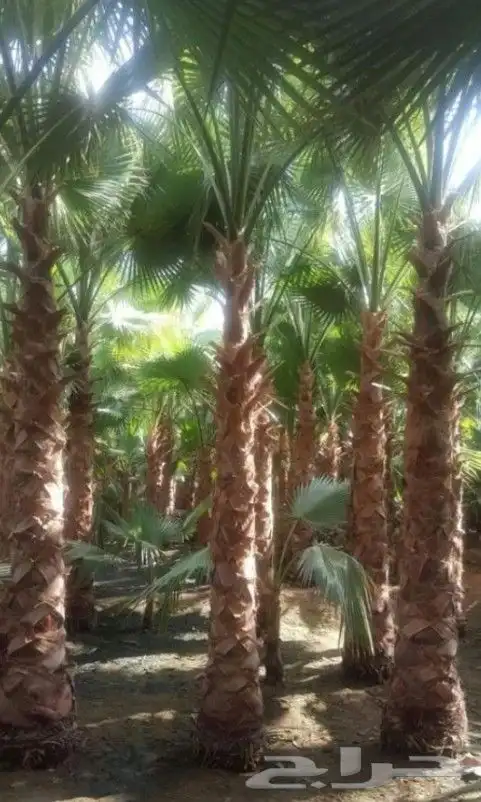 نخل واشنطني زينه امريكي جميع المقاسات متوفرة توصيل وزرعه 3