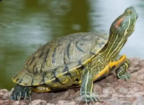 استقبل تبني 3