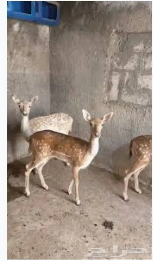 مطلوب غزلان ريم او هولندي معها تصريح الخرج الرياض 0