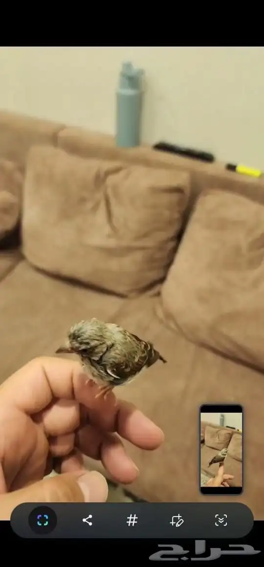 للبيع ياسمين بيور حبتين 4