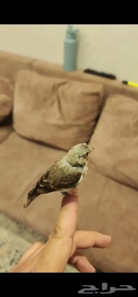 للبيع ياسمين بيور حبتين 2