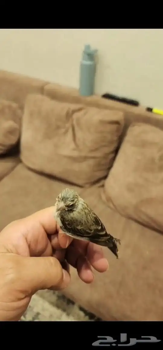 للبيع ياسمين بيور حبتين 0