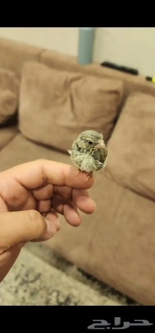 للبيع ياسمين بيور حبتين 1