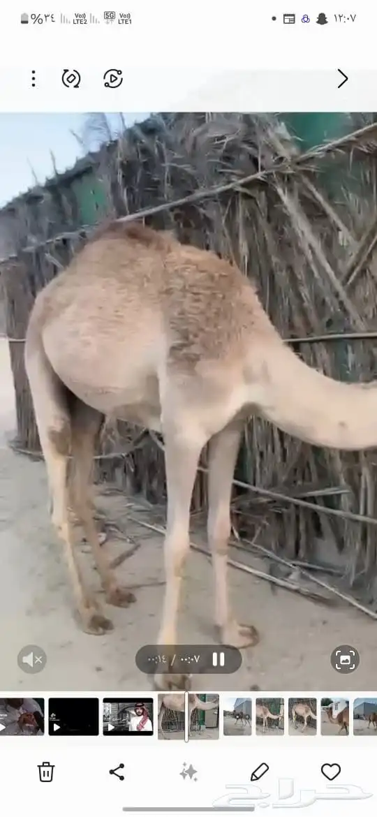 3 قعدان وبكره للبيع 2