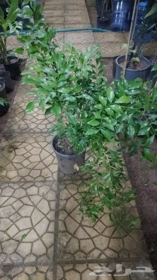 مشاتل تنسيق الحد ائق 5