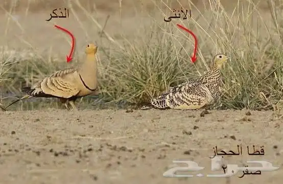 طيور قطا للبيع 1