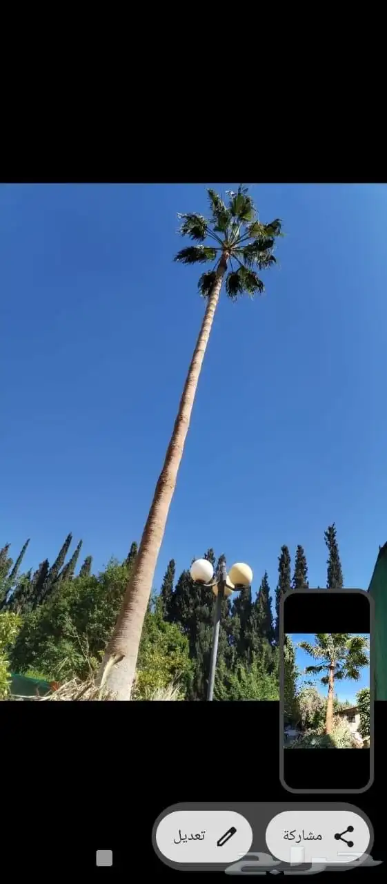 شغل النخل تكريب وغرس النخل 3
