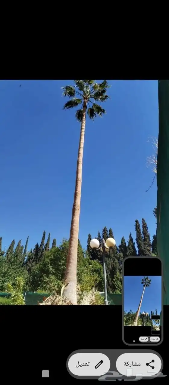 شغل النخل تكريب وغرس النخل 1