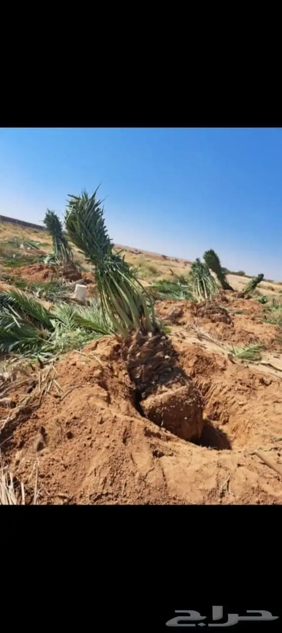 يوجد لدينا نخل مجدول وإخلاص وبرني وعجوه وصقعي وصفري وهلالي ل 0