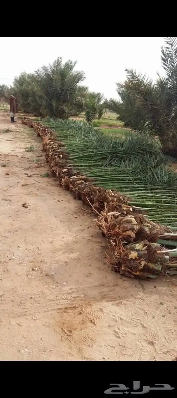 يوجد لدينا نخل مجدول وإخلاص وبرني وعجوه وصقعي وصفري وهلالي ل 1