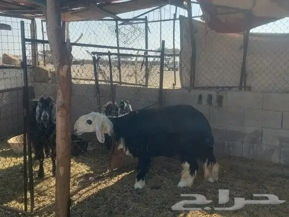 رخل نجديه صنف تم البيع 4