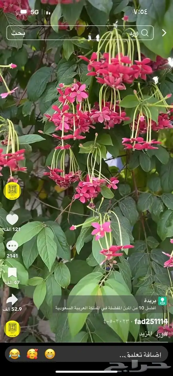 مشتل الورد 0