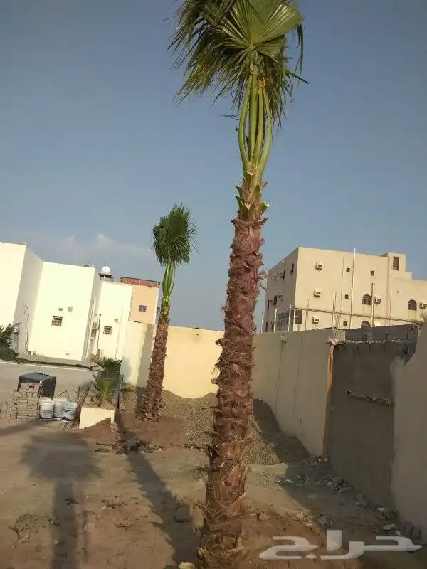 النخل البيع بجميع النواع ولمقسات خدمه متكامله توصل وغرس جده 4