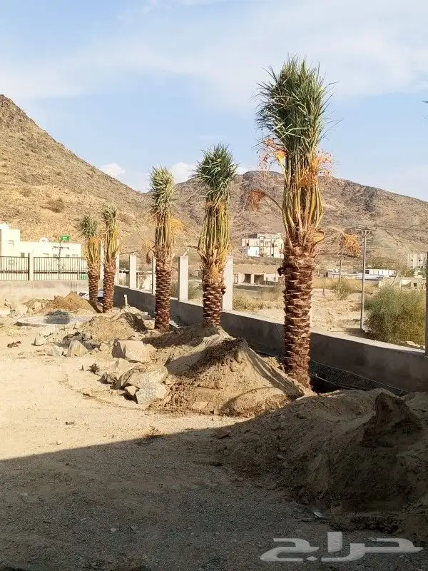 النخل البيع بجميع النواع ولمقسات خدمه متكامله توصل وغرس جده 9