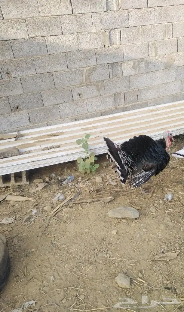 رومي للبيع لتواصل السوم 300 ونطلب من الله زود 2