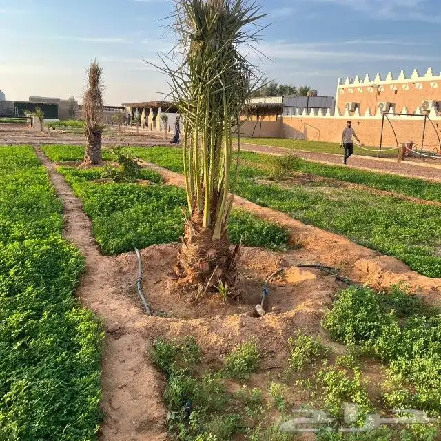 النخل البيع بجميع النواع ولمقسات خدمه متكامله توصل وغرس جده 6