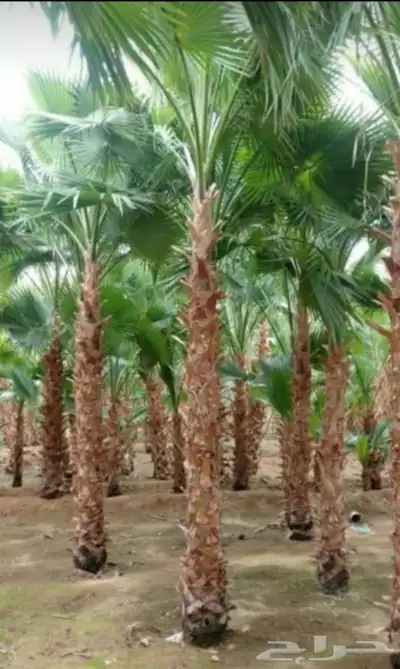 نخل واشنطني زينه امريكي جميع المقاسات متوفرة توصيل وزرعه index