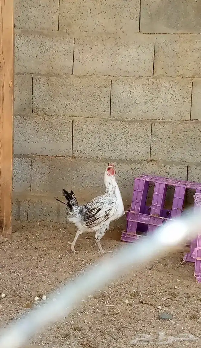 ديكين اخوان ودجاجتتين بلدي نضيف ج 4