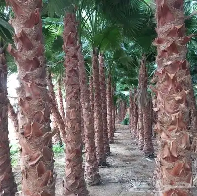 نخل واشنطني زينه امريكي جميع المقاسات متوفرة توصيل وزرعه index