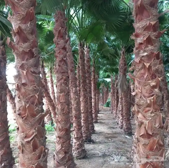 نخل واشنطني زينه امريكي جميع المقاسات متوفرة توصيل وزرعه 6