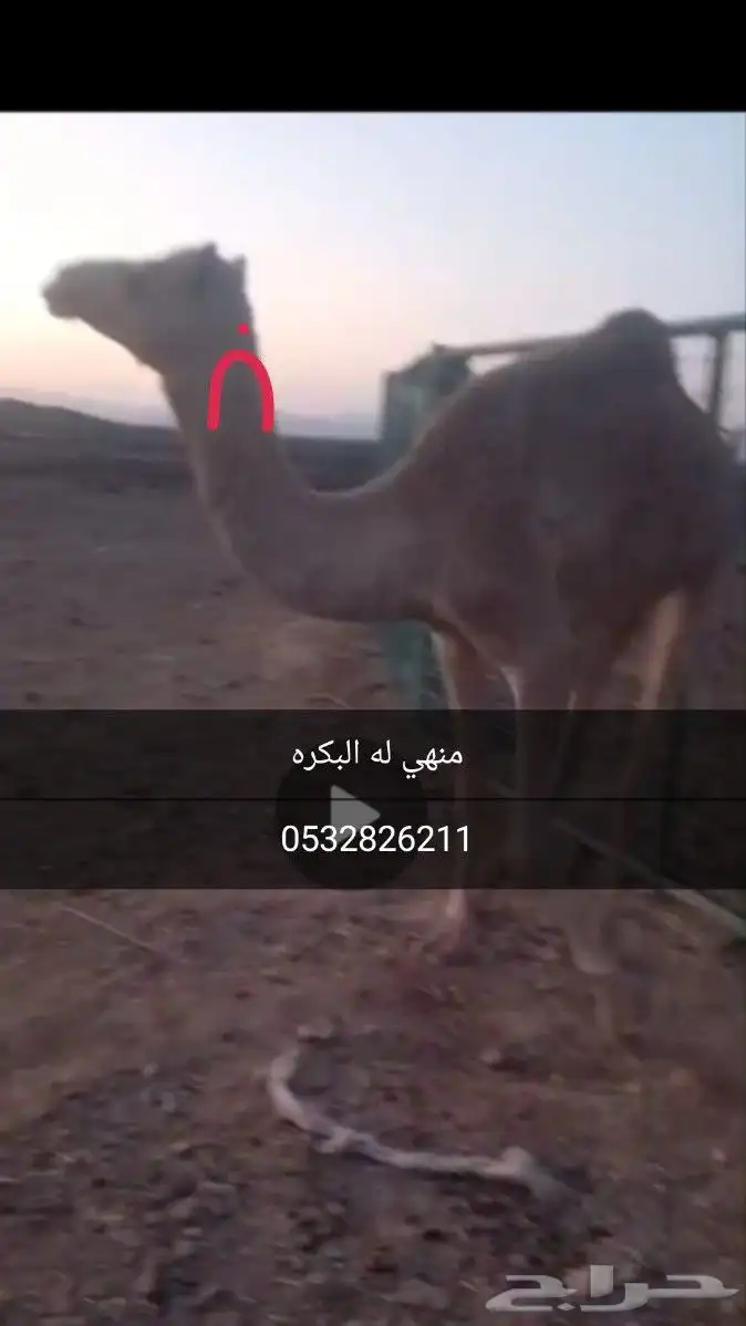 بكره 0