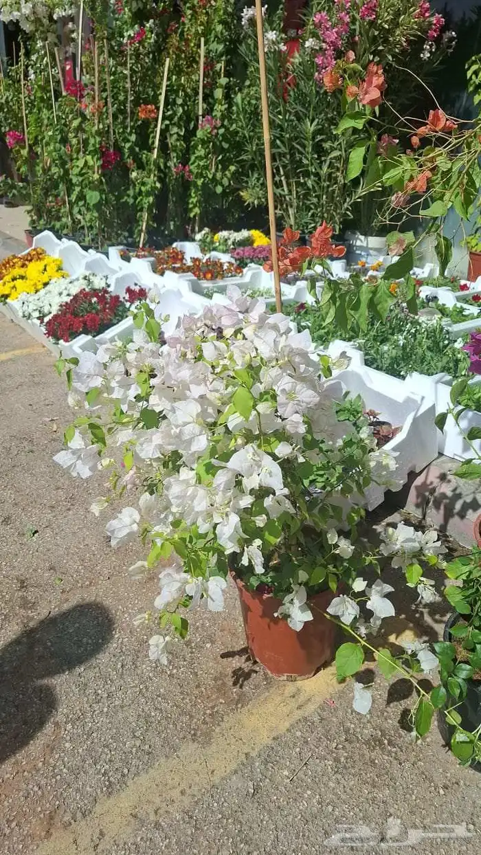 مشتل بيع الزهور والورد والاشجار وتنسيق الحدائق 1