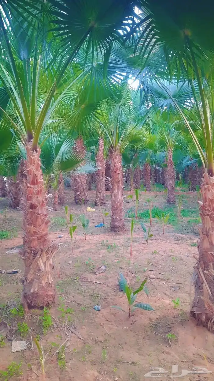 نخيل واشنطني أمريكي زينه 1