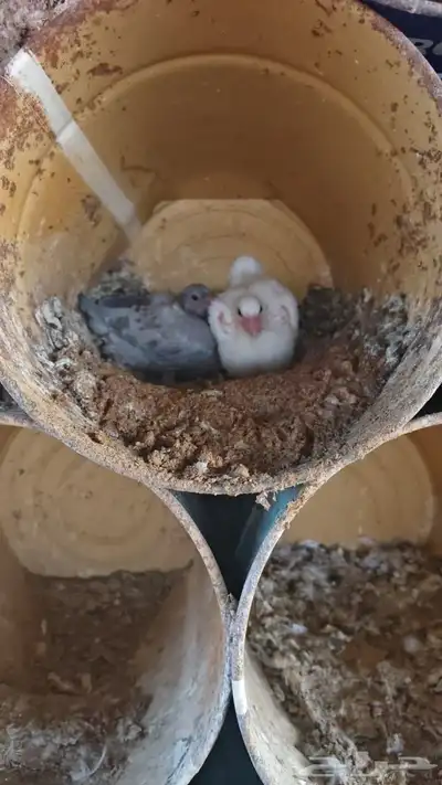 حمام مشكل للبيع جملة index