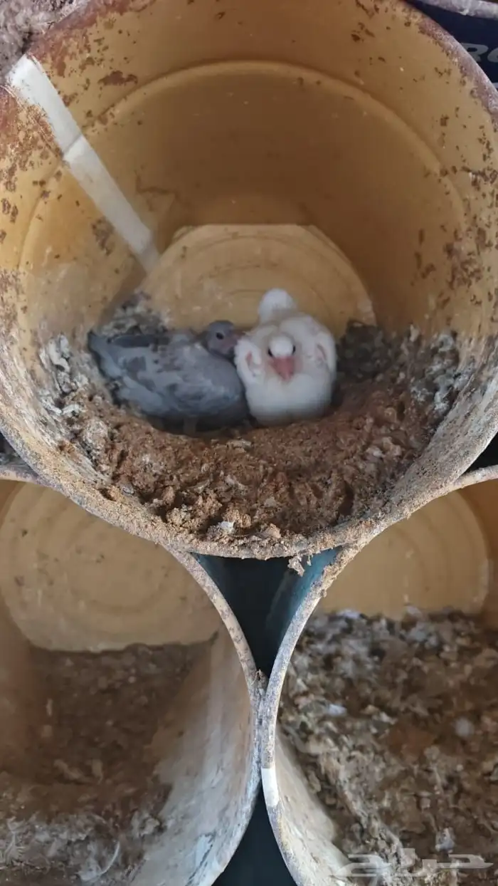 حمام مشكل للبيع جملة 2