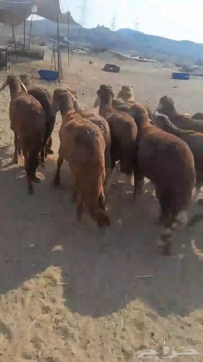 سواكني حمري ذبايح 0