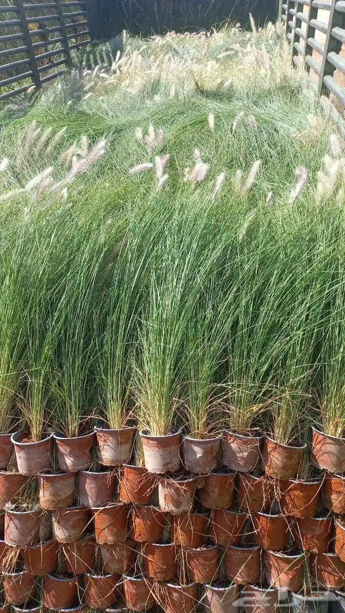 مشتل الورد 4