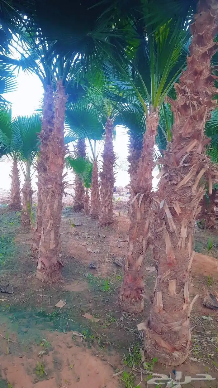 نخيل واشنطني أمريكي زينه 3