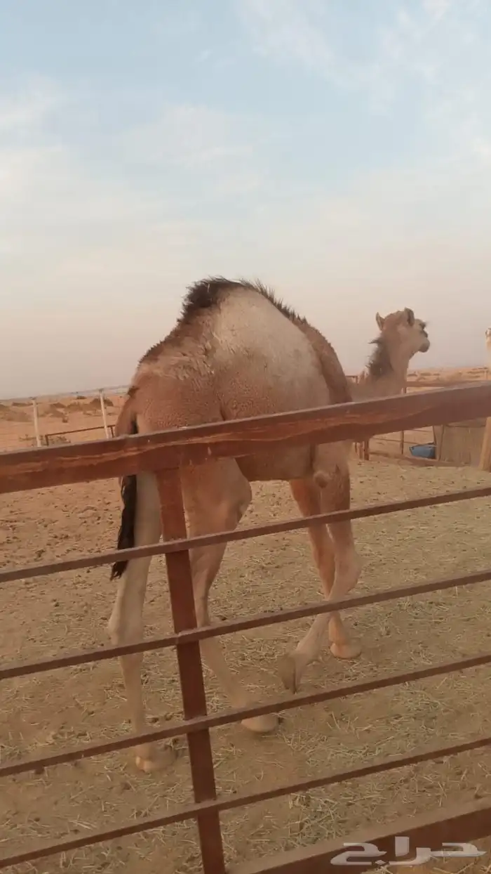 قعود قصب للبيع تحت أمه 1