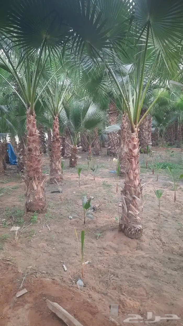 نخيل واشنطني أمريكي زينه 5