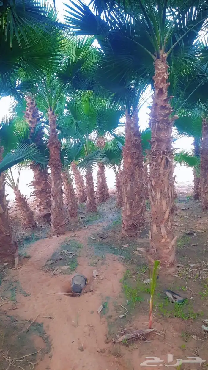 نخيل واشنطني أمريكي زينه 4