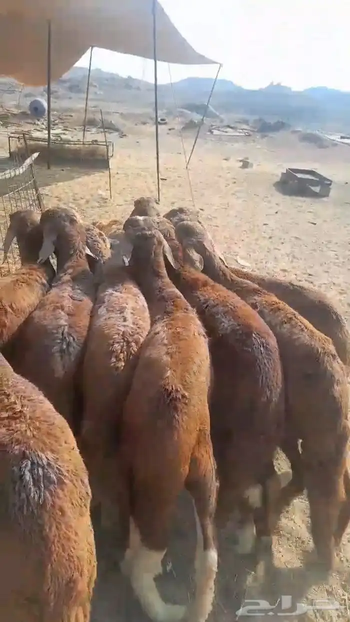 سواكني حمري ذبايح 2