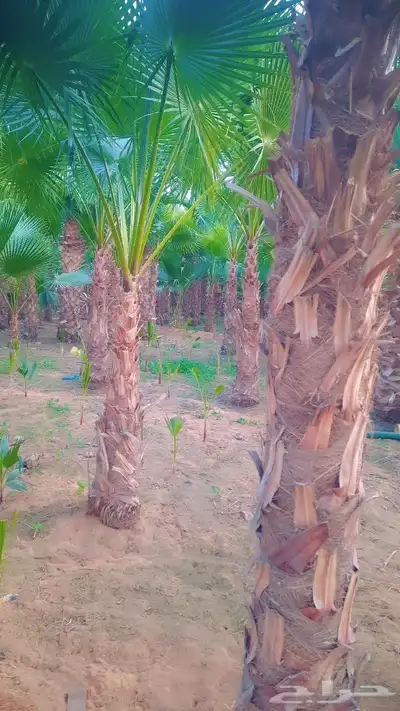 نخيل واشنطني أمريكي زينه index