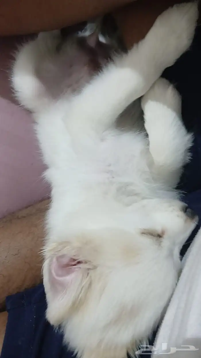 جرو انثى مالتيز ثلاثة شهور 0